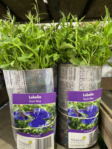 Lobelia - Dark Blue